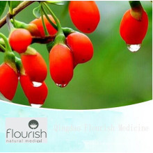 100% Natural Goji Wolfberry Extract/Lycium Chinense Extract (XT-FL076)